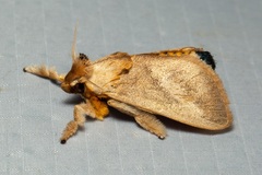 Scopelodes pallivittata