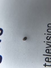 Diomus roseicollis