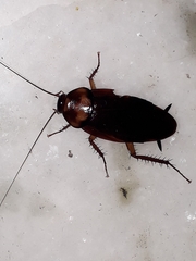 Periplaneta brunnea