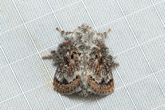 Devaz aspergillata