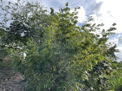 Libidibia monosperma