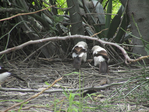 Southern Pied Babbler (Turdoides bicolor), photo 10