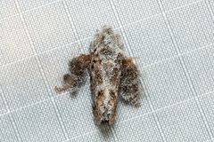 Devaz aspergillata