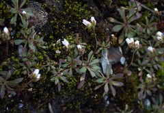 Draba verna