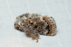 Devaz aspergillata