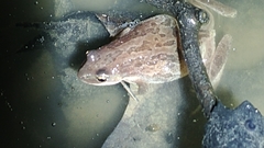 Pseudacris triseriata