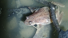 Pseudacris triseriata