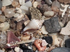 Canarium microurceum