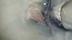 Pseudacris triseriata