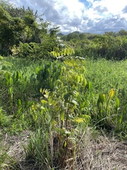 Libidibia monosperma