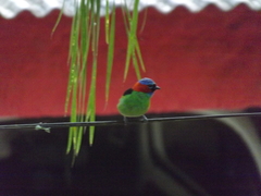 Tangara cyanocephala
