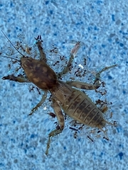 Neoscapteriscus abbreviatus