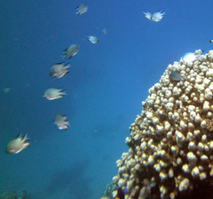 Amblyglyphidodon indicus