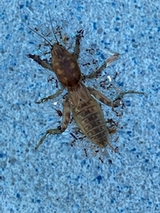 Neoscapteriscus abbreviatus