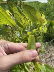 Libidibia monosperma