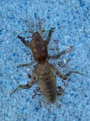 Neoscapteriscus abbreviatus