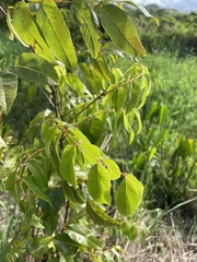 Libidibia monosperma