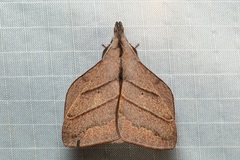 Arguda albiscutulata