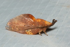 Gastropacha leopoldi