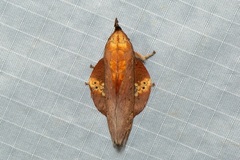 Gastropacha leopoldi