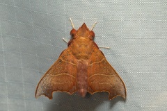 Hallicarnia albipectus