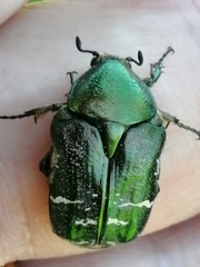 Cetonia aurataeformis