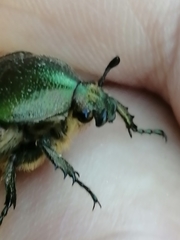 Cetonia aurataeformis