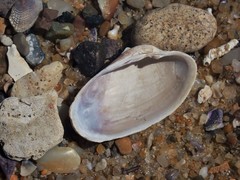 Irus crenatus