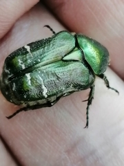 Cetonia aurataeformis