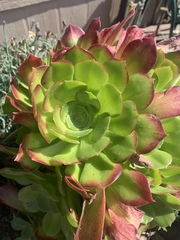 Aeonium canariense