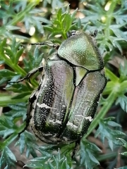 Cetonia aurataeformis