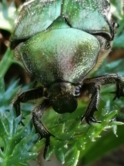 Cetonia aurataeformis
