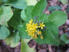 Crepidiastrum platyphyllum