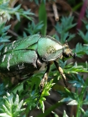 Cetonia aurataeformis