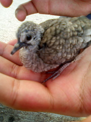 Columbina inca