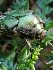 Cetonia aurataeformis