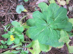 Crepidiastrum platyphyllum