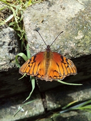 Dione glycera