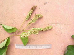 Varronia multispicata