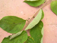 Varronia multispicata