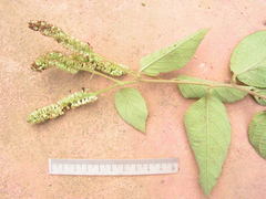 Varronia multispicata