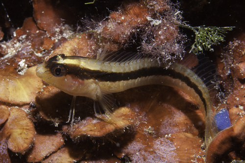 Striped Blenny