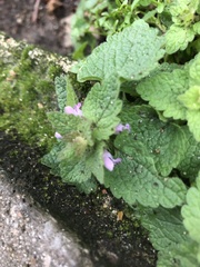 Lamium purpureum