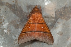 Odonestis erectilinea