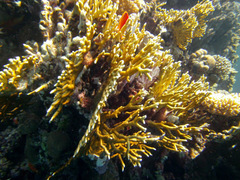 Millepora dichotoma