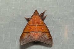 Odonestis erectilinea