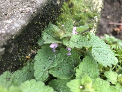 Lamium purpureum