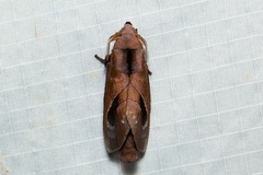 Paralebeda lucifuga