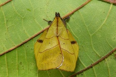 Radhica elisabethae