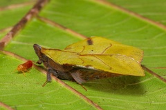 Radhica elisabethae